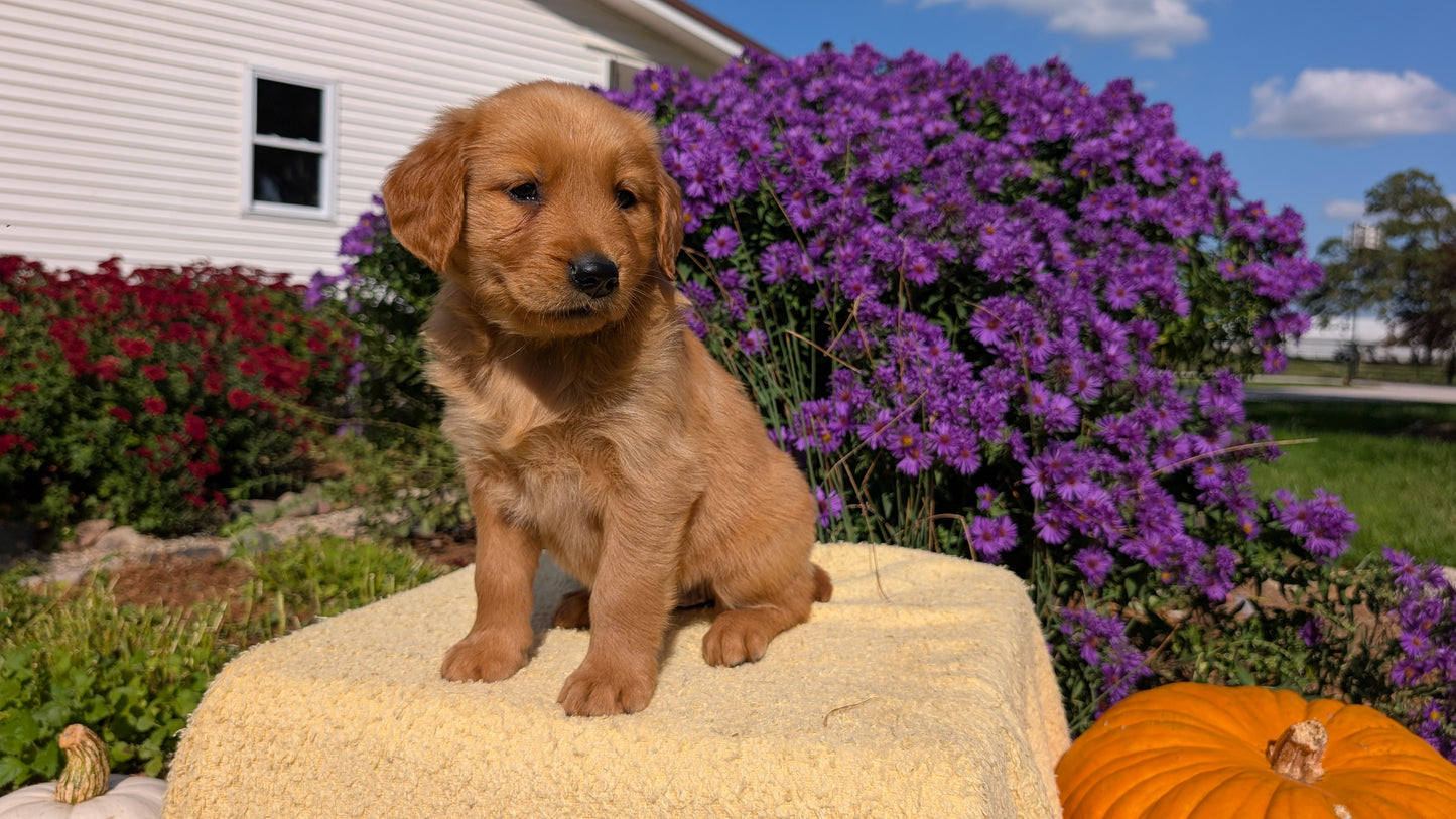 GOLDEN RETRIEVER (08/14) FEMALE