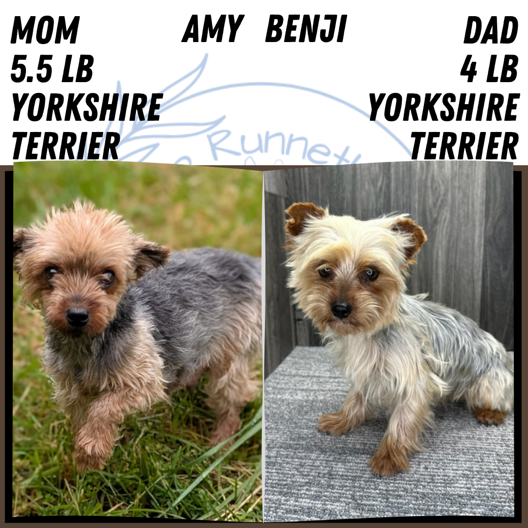 YORKSHIRE TERRIER (APR 26) FEMALES