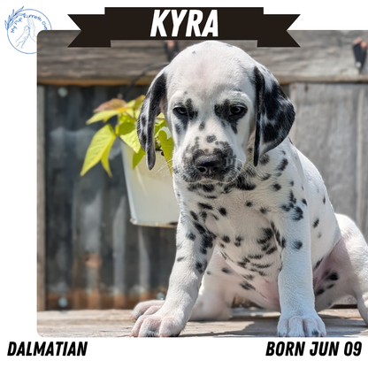 DALMATIAN (06/09) FEMALE
