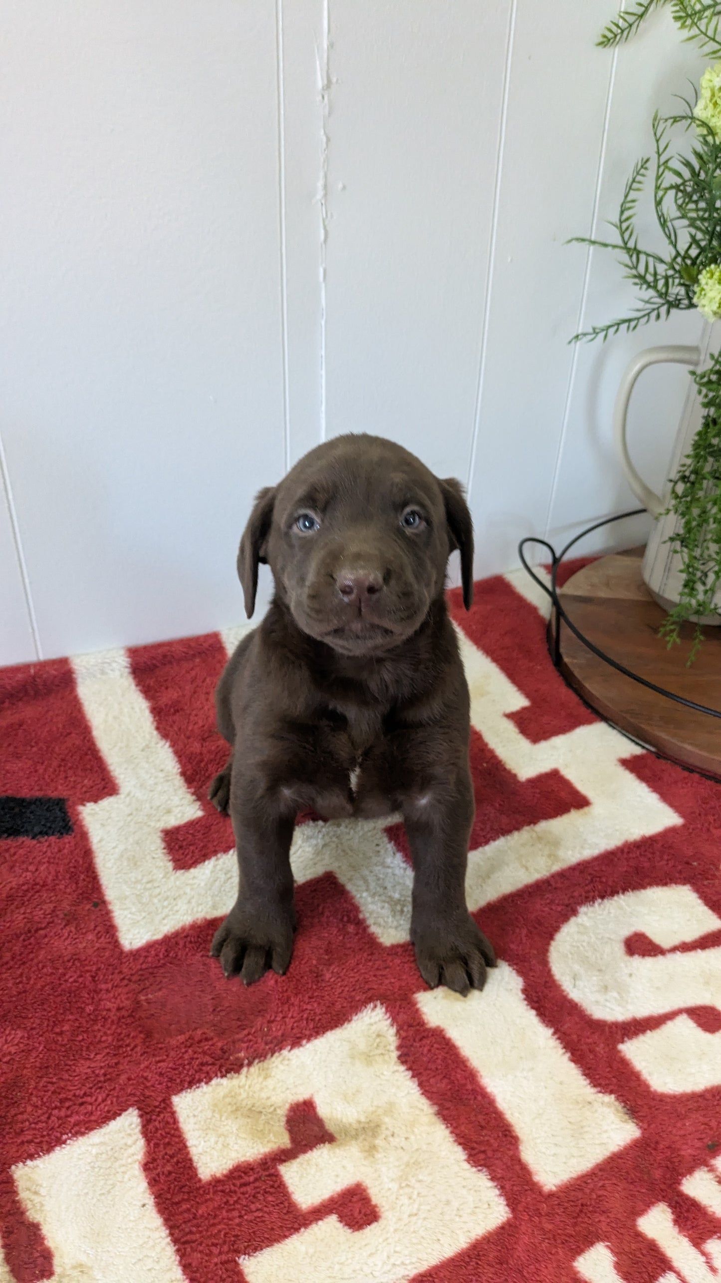 LABRADOR RETRIEVER (11/03) MALE