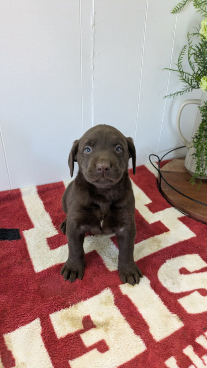 LABRADOR RETRIEVER (11/03) MALE