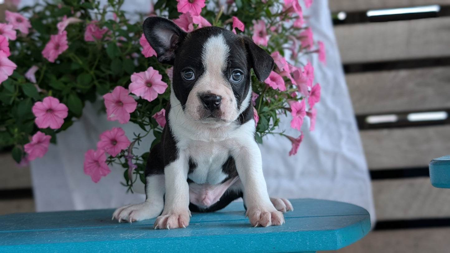 BOSTON TERRIER (06/29) MALE