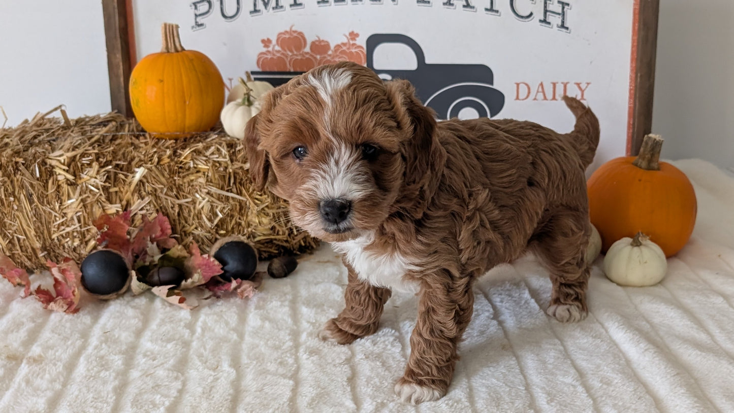 MINI GOLDENDOODLE (09/21) MALE
