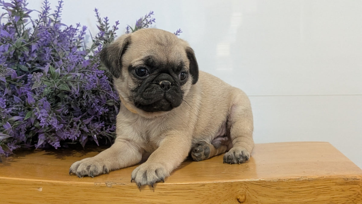 PUG (SEP 12) 4 MALES/1 FEMALE