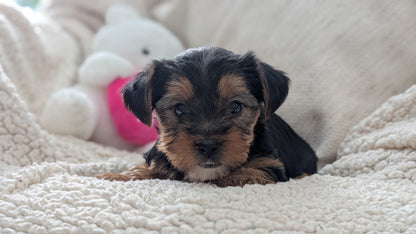 YORKSHIRE TERRIER (DEC 24) MALES
