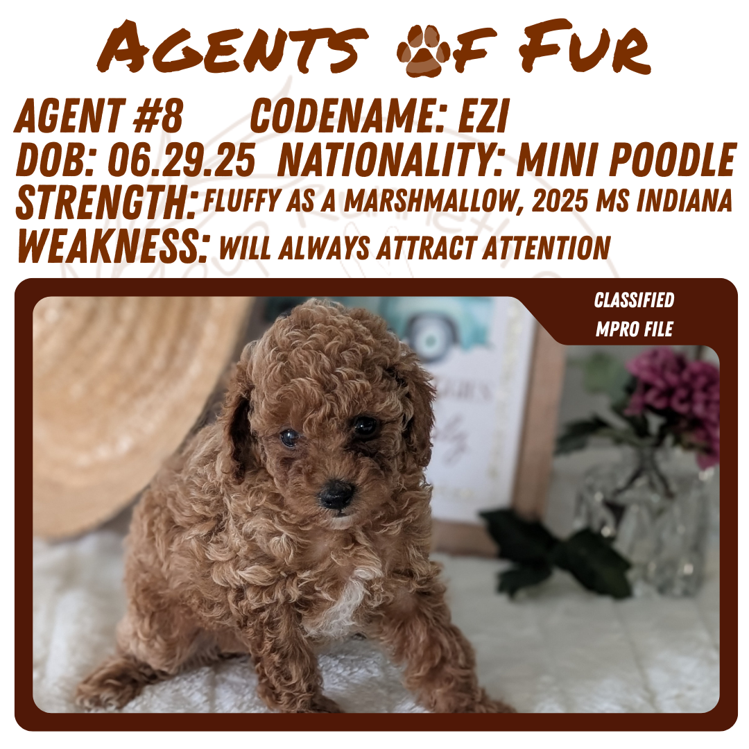 MINI POODLE (06/29) FEMALE