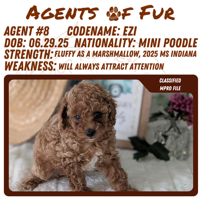 MINI POODLE (06/29) FEMALE
