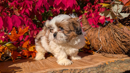 SHIH TZU (09/03) MALE