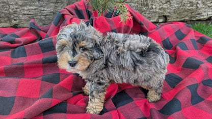 COCKAPOO (09/28) MALE