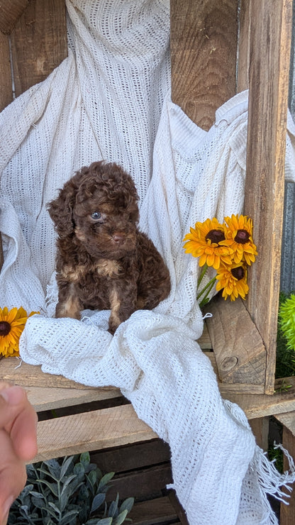 COCKAPOO (06/02) MALE