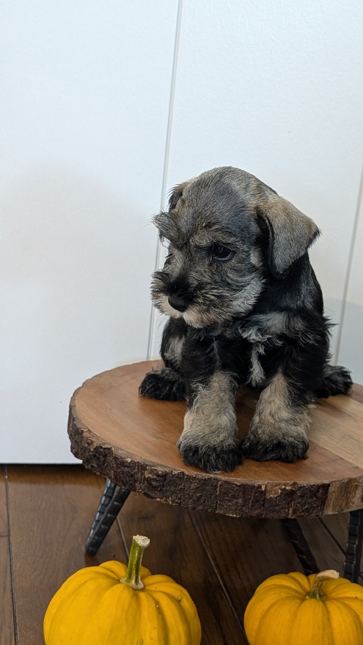 MINI SCHNAUZER (AUG 24) 8 FEMALES