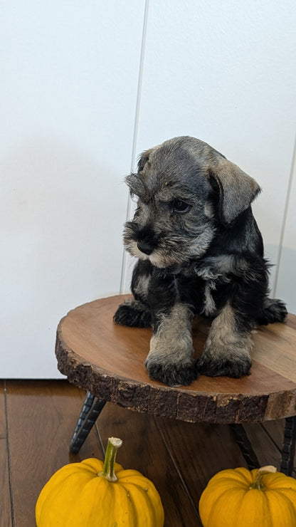 MINI SCHNAUZER (AUG 24) 8 FEMALES
