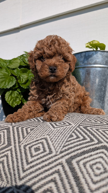 COCKAPOO (08/03) MALE