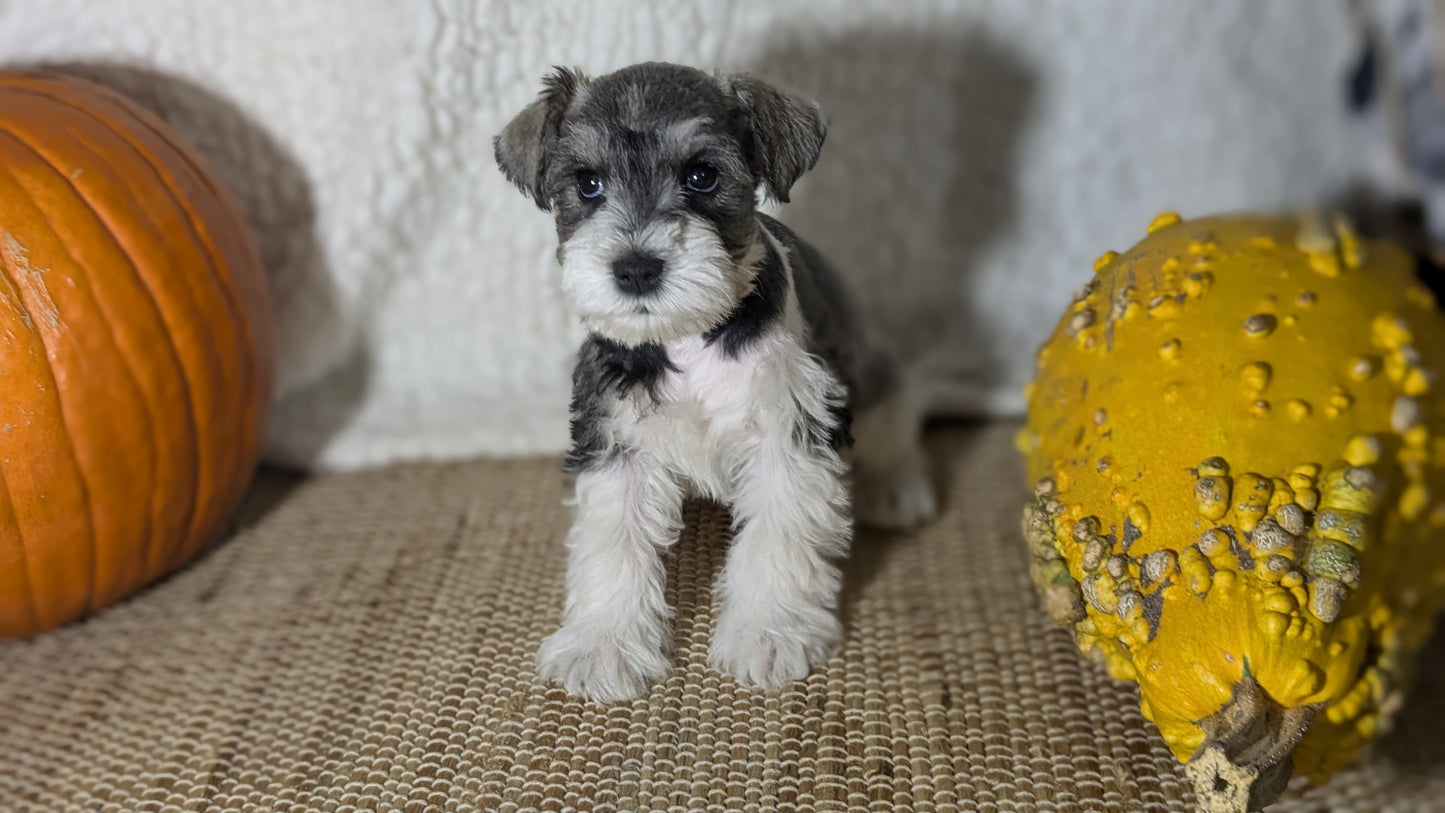 MINI SCHNAUZER (09/23) MALE