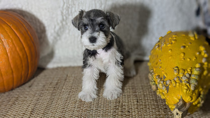MINI SCHNAUZER (09/23) MALE