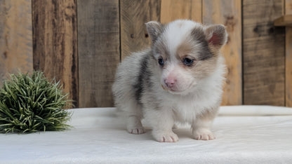 CORGI (JAN 09) MALES