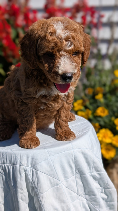 MINI GOLDENDOODLE (08/15) MALE
