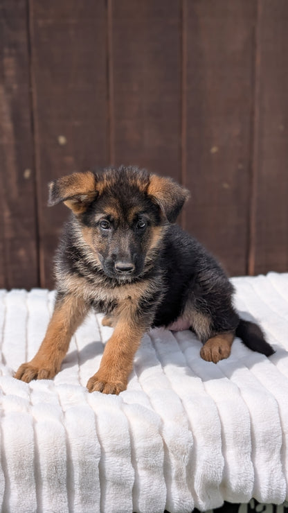 GERMAN SHEPHERD (MAR 28) FEMALE