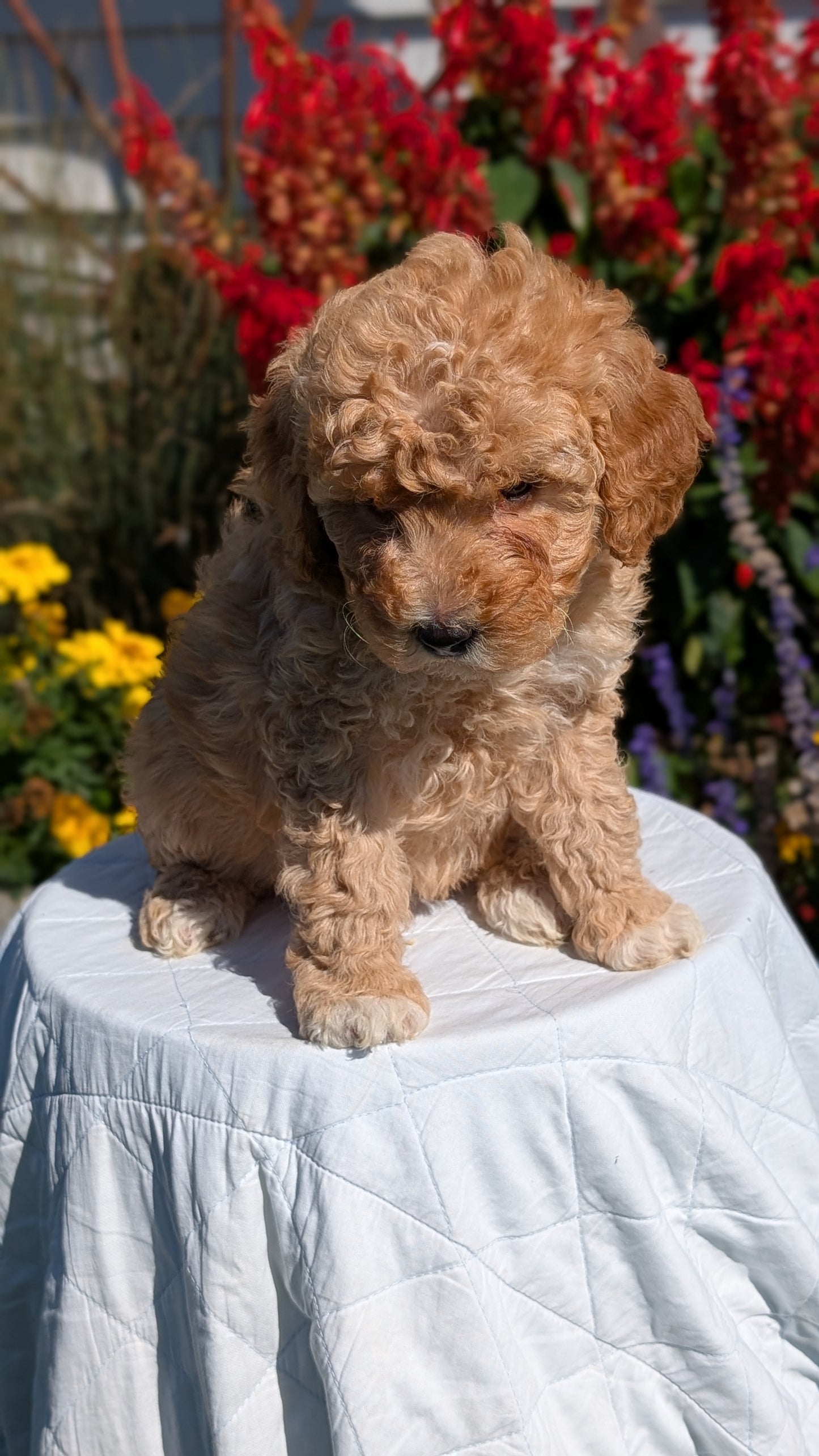 MINI GOLDENDOODLE (08/15) FEMALE