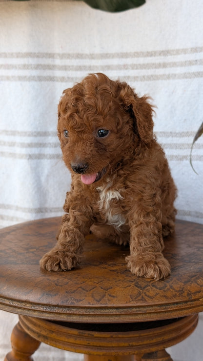 CAVAPOO (MAY 23) MALES