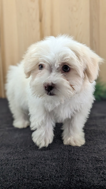 HAVANESE (09/13) FEMALE