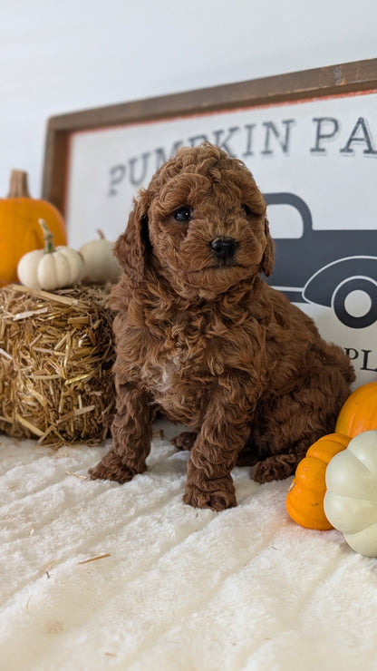 MINI GOLDENDOODLE (09/21) FEMALE