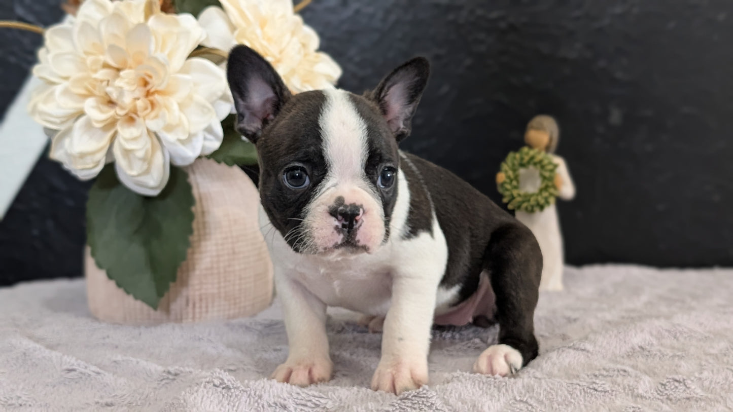 BOSTON TERRIER (FEB 09) FEMALES