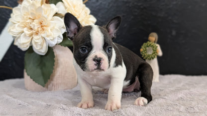 BOSTON TERRIER (FEB 09) FEMALES