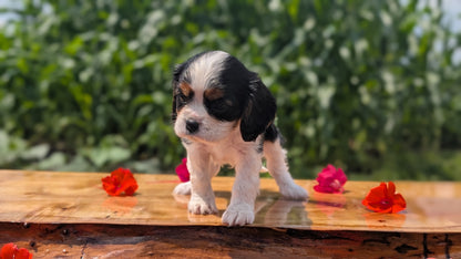 CAVALIER (MAY 30) MALES