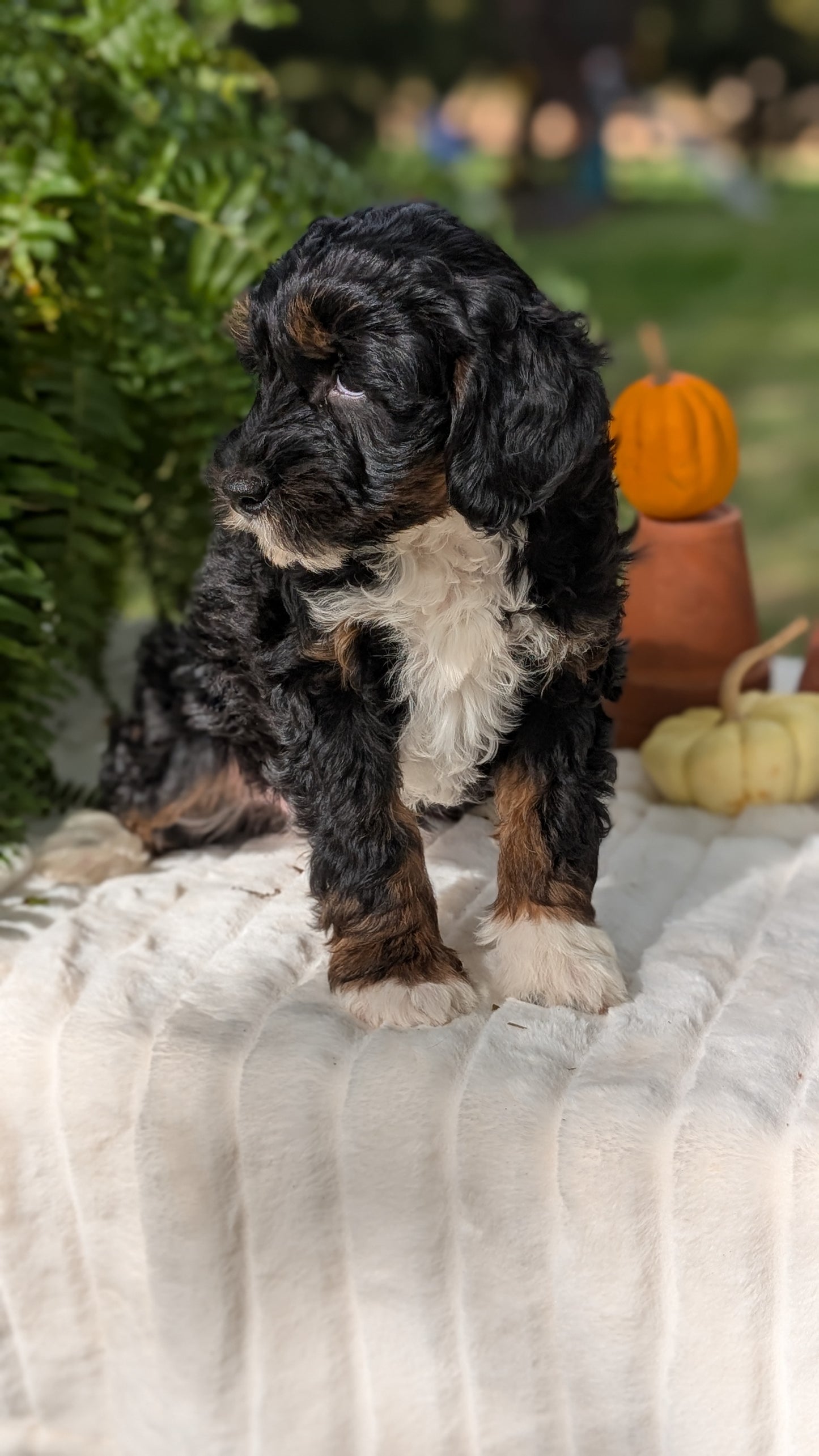 MINI BERNEDOODLE (08/06) FEMALE