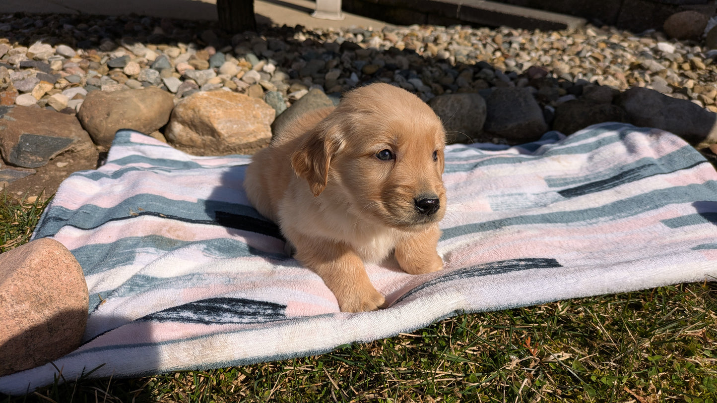 GOLDEN RETRIEVER (02/01) FEMALE