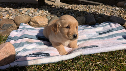 GOLDEN RETRIEVER (02/01) FEMALE