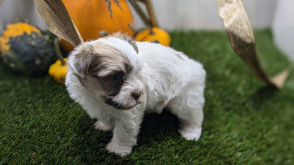 HAVANESE (08/23) MALE