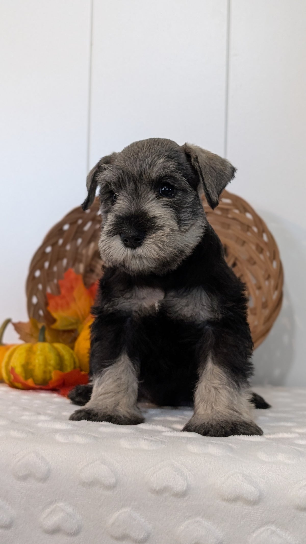 MINI SCHNAUZER (AUG 27) 4 FEMALES/1 MALE
