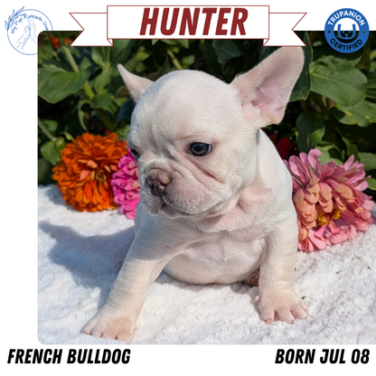 FRENCH BULLDOG (07/08) MALE