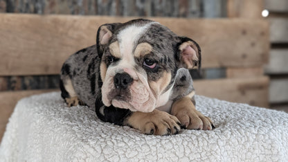 ENGLISH BULLDOG (JUN 29) 1 FEMALE/1 MALE