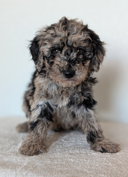 MINI BERNEDOODLE (OCT 15) MALES