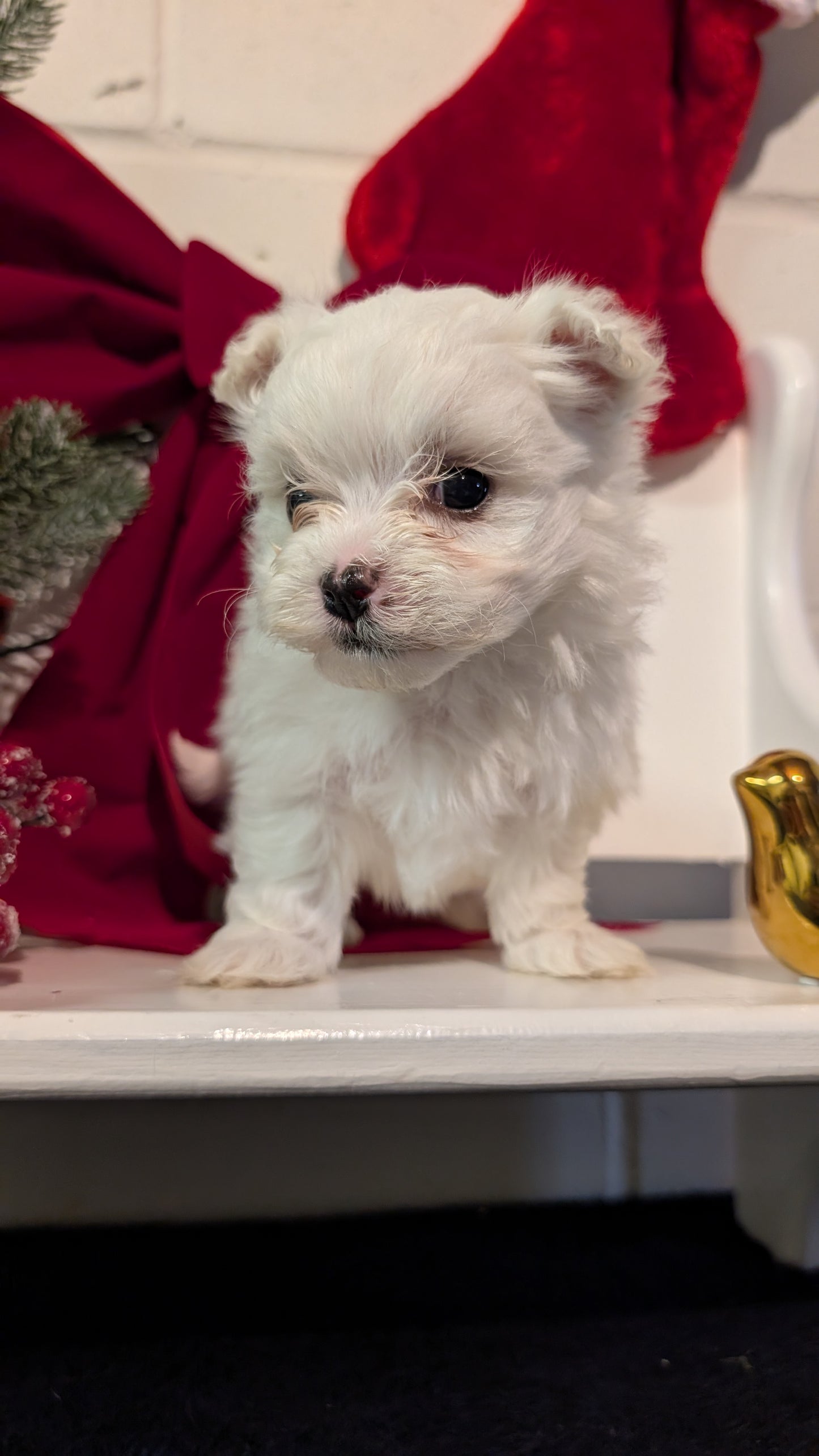MALTESE (NOV 09) MALES