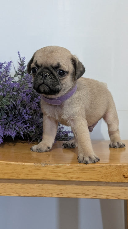 PUG (SEP 12) 4 MALES/1 FEMALE