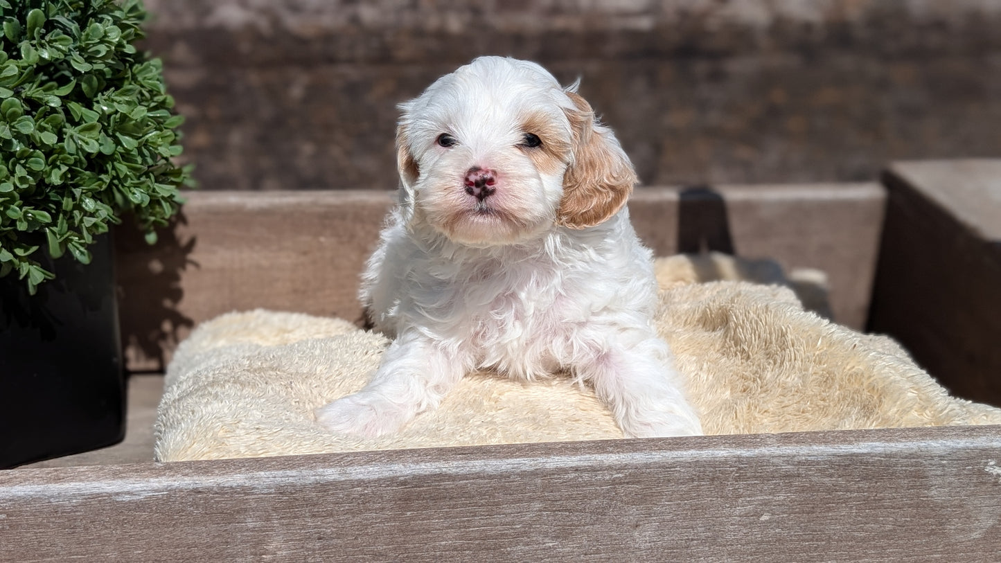 COCKAPOO (MAY 13) MALES
