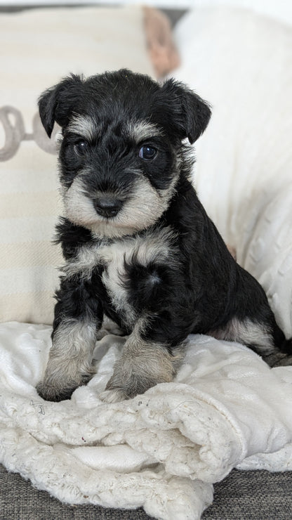 MINI SCHNAUZER (01/20) FEMALE