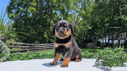 ROTTWEILER (05/28) FEMALE