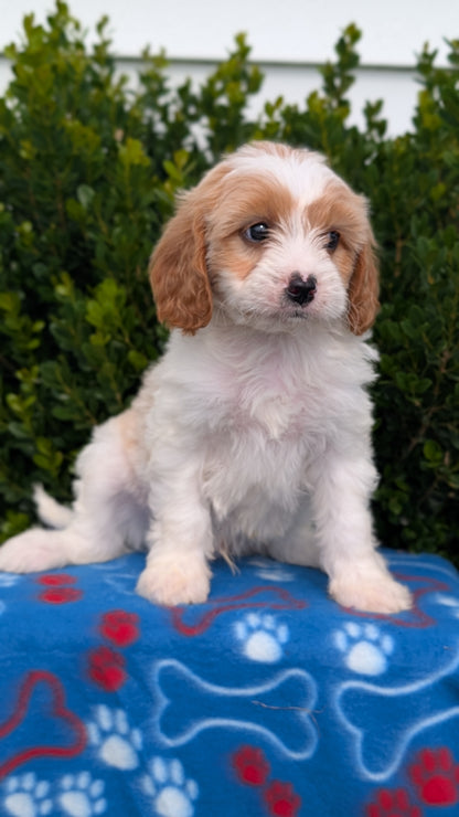 CAVAPOO (MAY 25) MALES