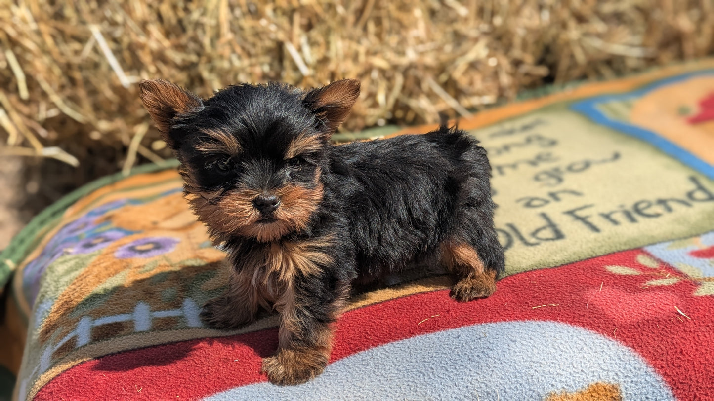 YORKSHIRE TERRIER (02/20) MALE