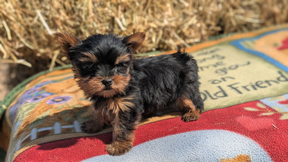 YORKSHIRE TERRIER (02/20) MALE