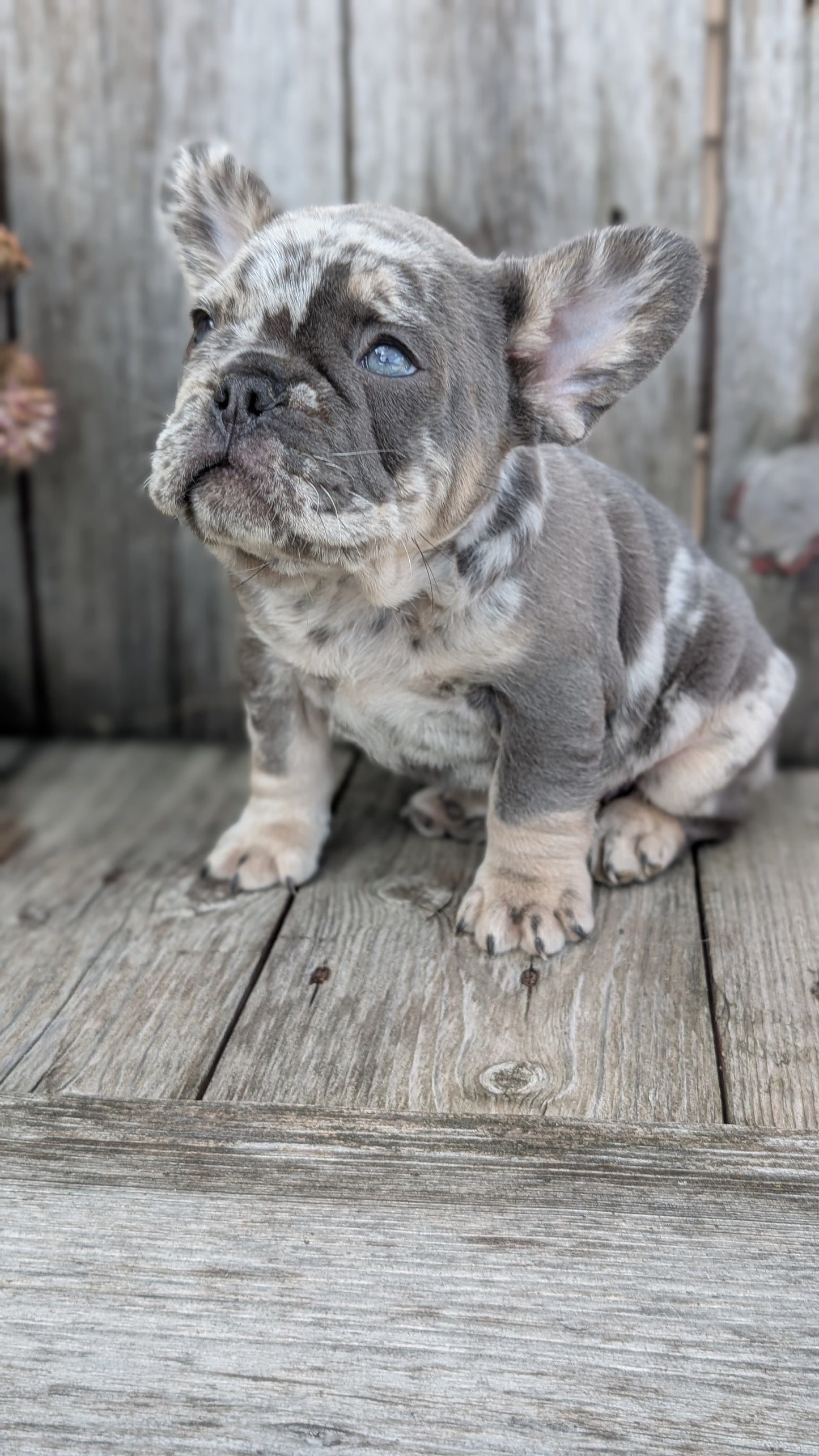 FRENCH BULLDOG (09/09) MALE