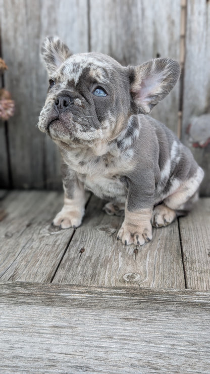FRENCH BULLDOG (09/09) MALE