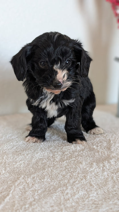 MINI BERNEDOODLE (OCT 15) MALES