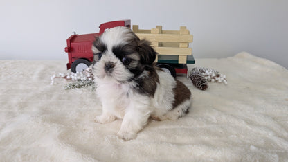 SHIH TZU (DEC 03) FEMALE