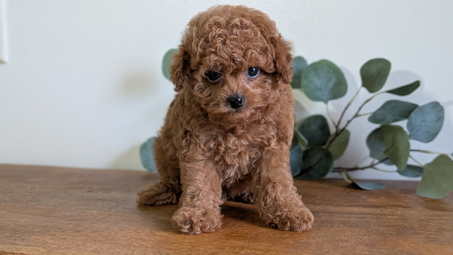 CAVAPOO (JUN 25) MALE